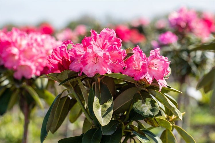 Rhododendron yakushimanum 'Morgenrot', rosa Blüten, 30–40 cm