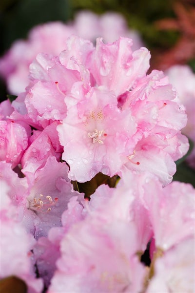 Rhododendron yakushimanum 'Blurettia', rosa Blüten, 40–50 cm