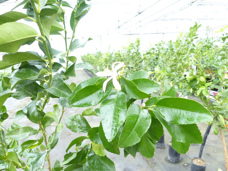 Zitrus Zitronenbaum Zitrone Citrus Limon Limone 160 - 170 cm Zitruspflanze