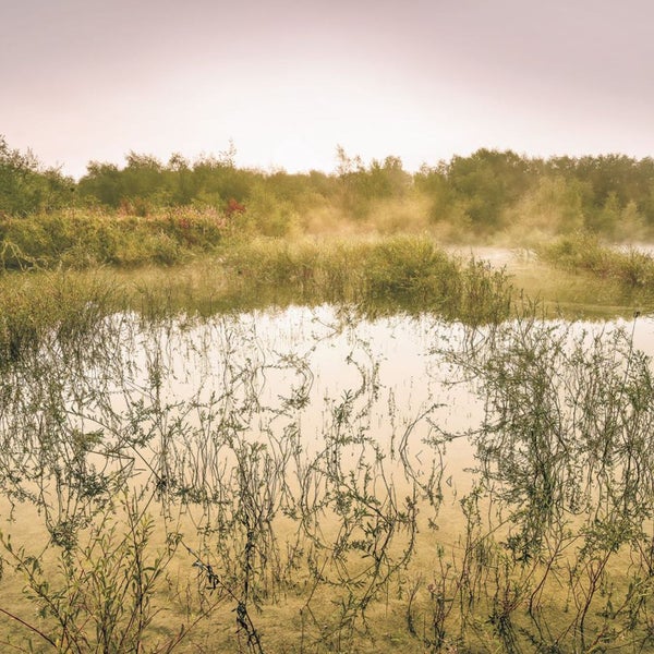 Morgendliche Landschaft mit Wasser, Vegetation und leichtem Nebel