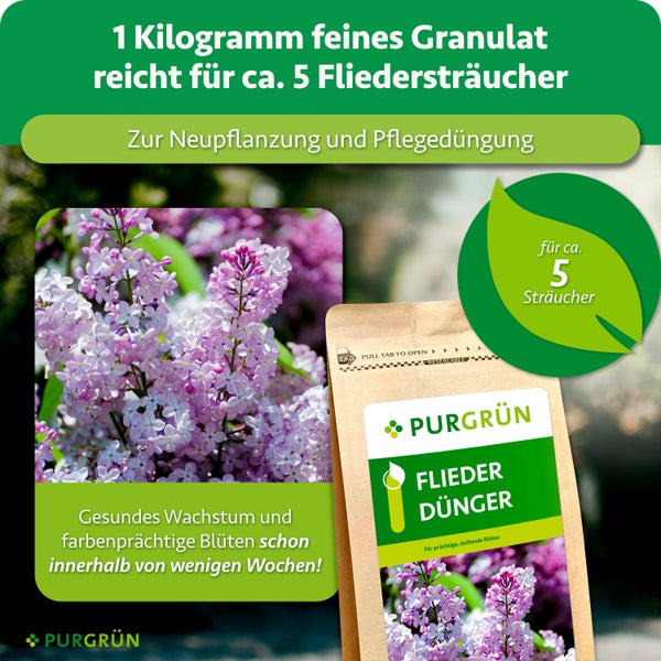 Eine Packung Purgrün Fliederdünger als Granulat für Neupflanzung und Pflegedüngung von fünf Fliedersträuchern für blütenreiche Pflanzen.