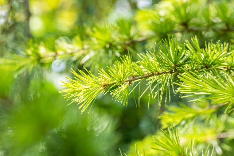Cedrus libani, Libanon-Zeder, 60–80 cm