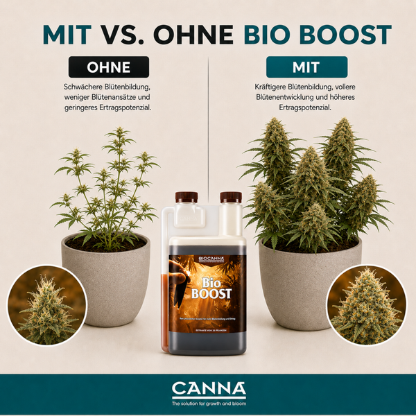 Vergleichsgrafik mit und ohne Biocanna Bio Boost Pflanzendünger für eine kräftigere Blütenbildung bei Pflanzen.
