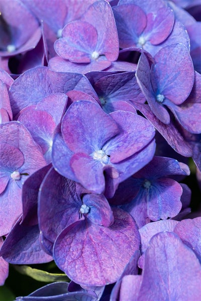 Nahaufnahme einer violetten Hortensienblüte