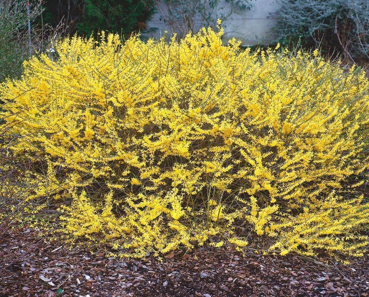 Forsythia 'Maree d'Or' -R-, Goldglöckchen, gelb, 30–40 cm