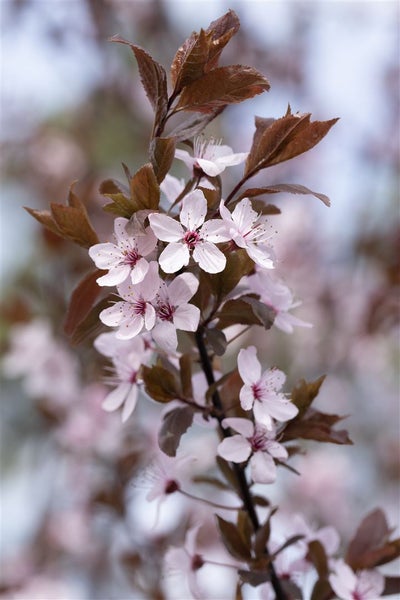 Prunus cerasifera 'Nigra', Blutpflaume, dunkelrot, 100–125 cm