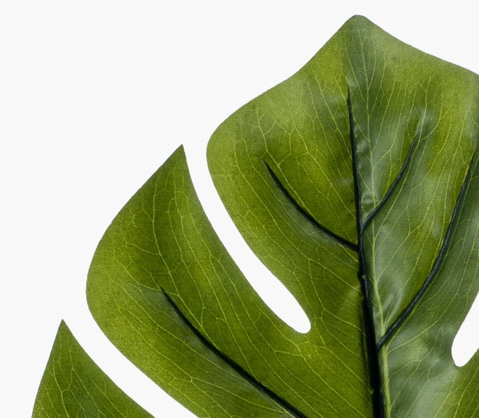 Nahaufnahme eines grünen Monstera-Blattes mit Blattadern und Schlitzen.