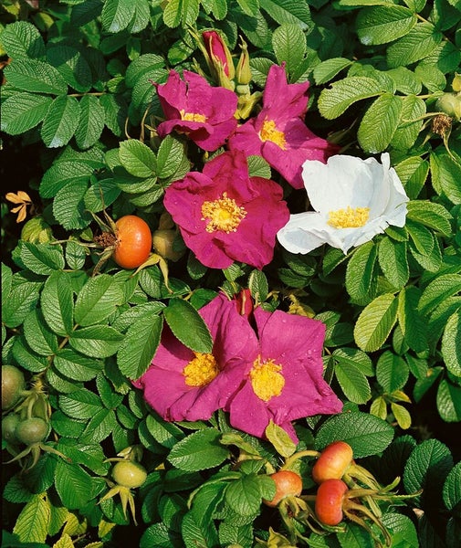 Rosa rugosa Strauchrose mit Blüten und Hagebutten inmitten von grünem Blattwerk