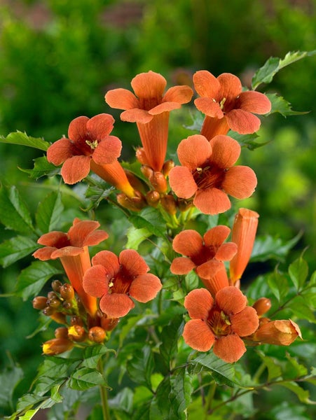 Campsis radicans 'Flamenco', Trompetenblume, leuchtend rot, 60–100 cm