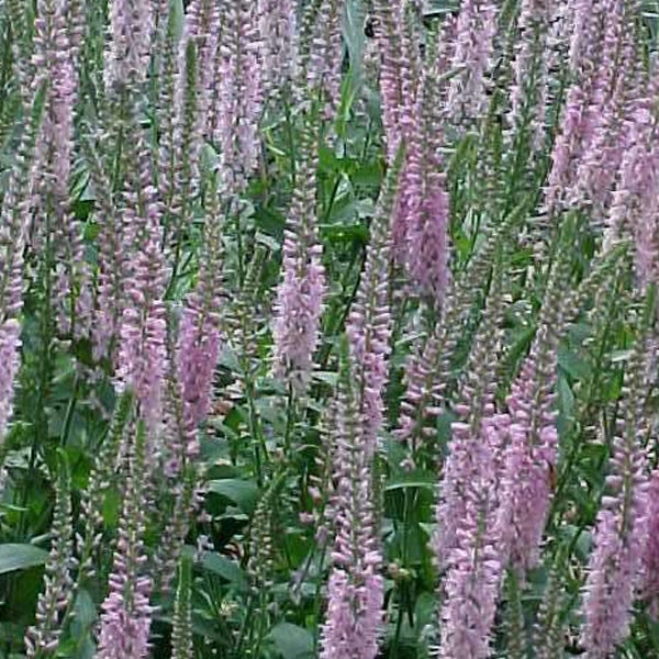 Veronicablüten im Garten