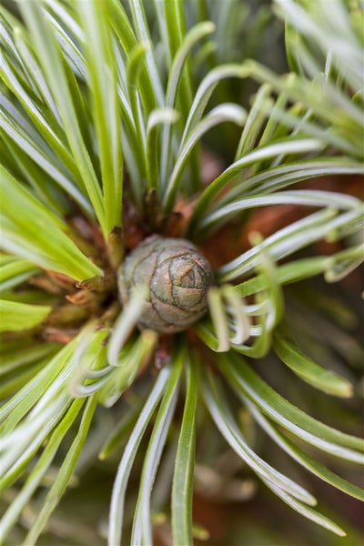 Pinus parviflora 'Hagoromo', Japanische Kiefer, 20–25 cm