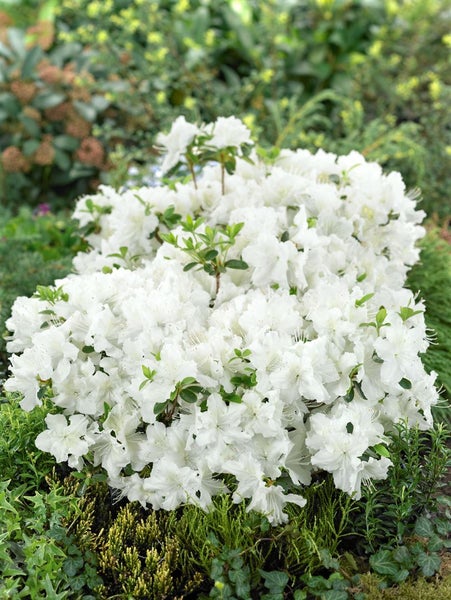 Rhododendron obtusum 'Schneesturm', Azalee, weiß, 30–40 cm