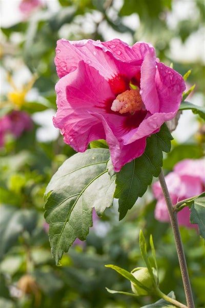 Hibiscus syriacus 'Pink Giant', Roseneibisch, rosa Blüten, 60–80 cm