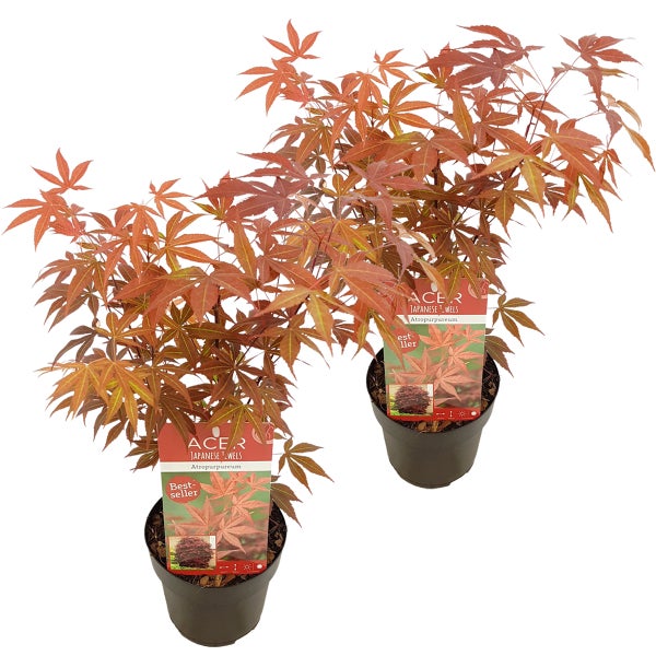 2x Acer palmatum 'Atropurpureum' - Japanischer Ahorn - Strauch - Winterheart - ⌀15 cm - ↕35-45 cm