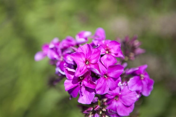 Phlox paniculata 'Starfire', Flammenblume, leuchtend rot, ca. 11x11 cm Topf