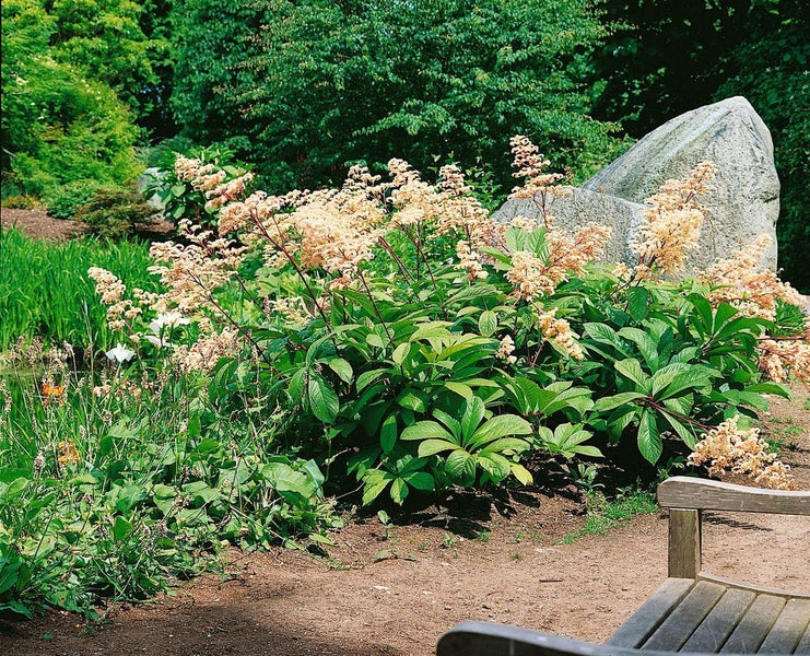 Blühende Rodgersia mit großen grünen Blättern und cremefarbenen Blütenrispen in einem Garten neben einem großen Felsen.