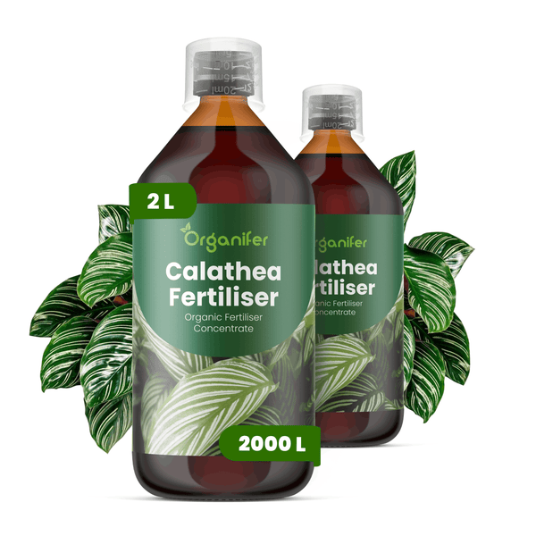 Zwei Flaschen Organifer Calathea-Dünger, organisches Düngerkonzentrat, 2 Liter, ausreichend für circa 2000 Liter Gießwasser.