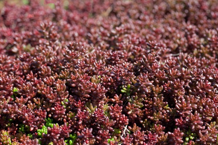 Sedum album 'Coral Carpet', Teppichsedum, ca. 9x9 cm Topf