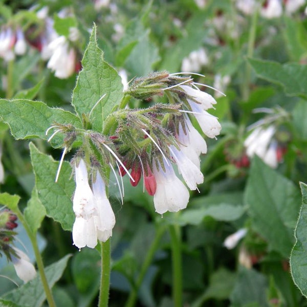 Nahaufnahme einer blühenden Beinwellpflanze