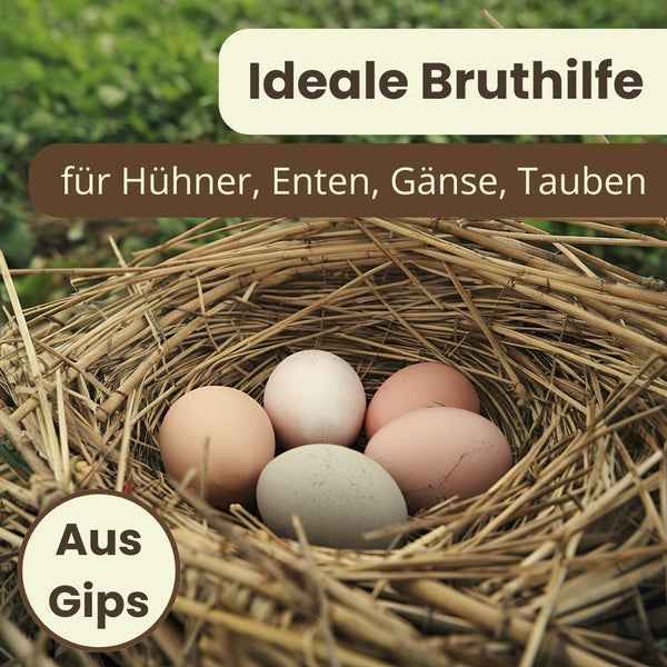 Nest aus Stroh mit Gipseiern als Bruthilfe für Hühner, Enten, Gänse und Tauben.
