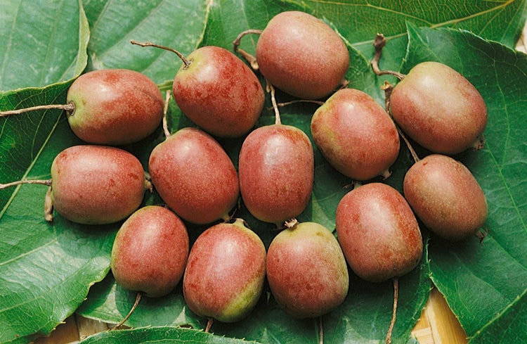 Actinidia arguta 'Ken's Red', Kiwibeere, rot, 40–60 cm