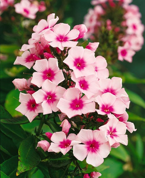 Phlox paniculata 'Bright Eyes', Flammenblume, rosa, ca. 11x11 cm Topf