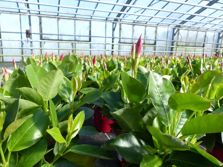 Dipladenia Mandevilla Pflanzen mit grünen Blättern und rosa Knospen in roten Töpfen in einem Gewächshaus.