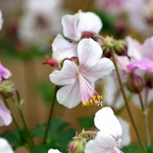 Nahaufnahme einer Geranium macrorrhizum Spessart Blüte mit weißen Blütenblättern und rosa Adern.