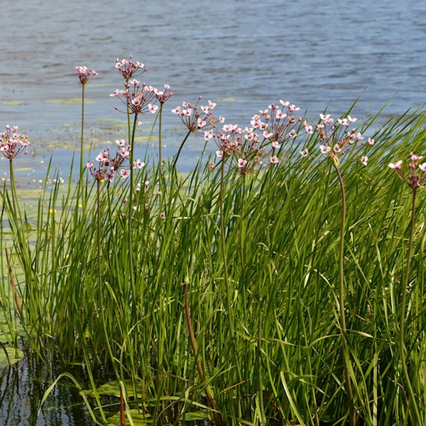 Blütenstände von Schwanenblume im Wasser