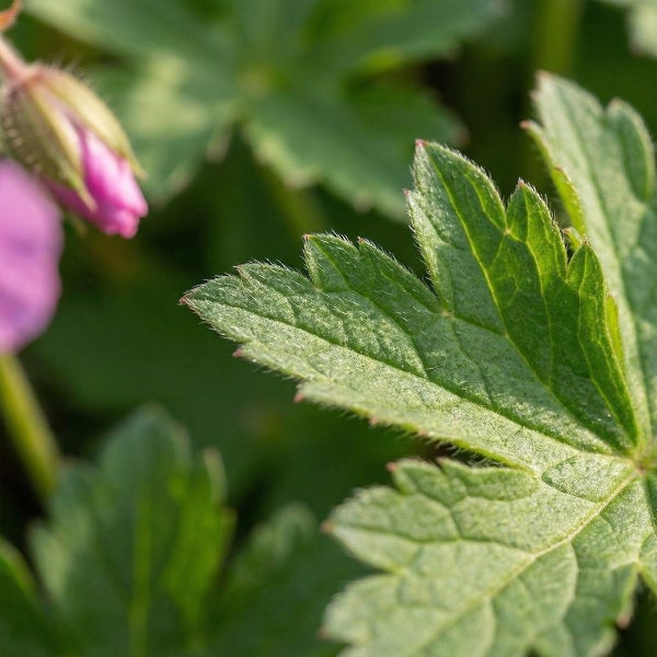 Nahaufnahme eines gelappten grünen Blattes mit feinen Härchen und einer rosa Blütenknospe.
