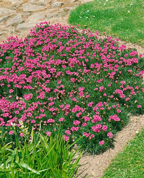 Armeria maritima 'Splendens', Grasnelke, rosa, ca. 9x9 cm Topf
