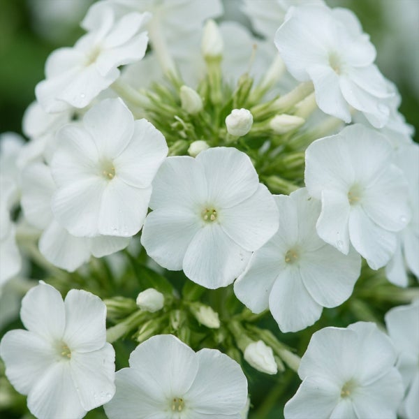 Weiße Flammenblume Phlox mit mehreren fünfblättrigen Blüten und Knospen in Nahaufnahme.
