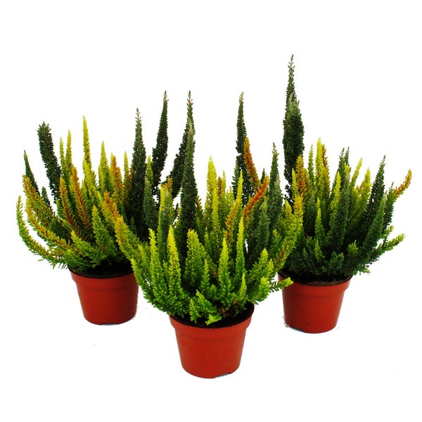 Calluna Green Nature Grüne Besenheide Heidekraut winterhart 11cm Topf Set mit 3 Pflanzen versch. Grüntöne pro Topf