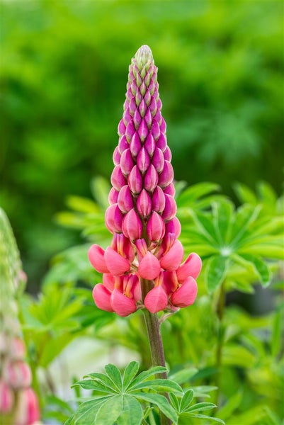 Lupinus polyphyllus 'Kronleuchter', Lupine, gelb-rot, ca. 11x11 cm Topf
