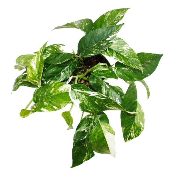 Weiß-bunte gemusterte Efeutute Epipremnum variegata Scindapsus 12cm Topf rankende Zimmerpflanze