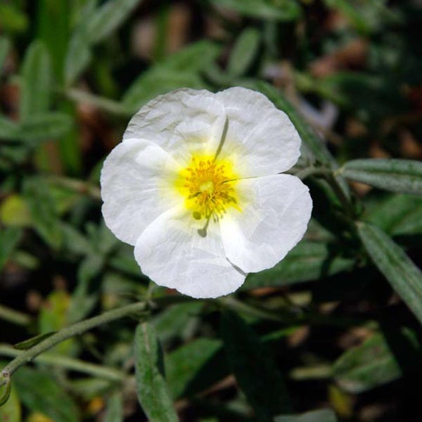 Weiße Zistrose im Garten