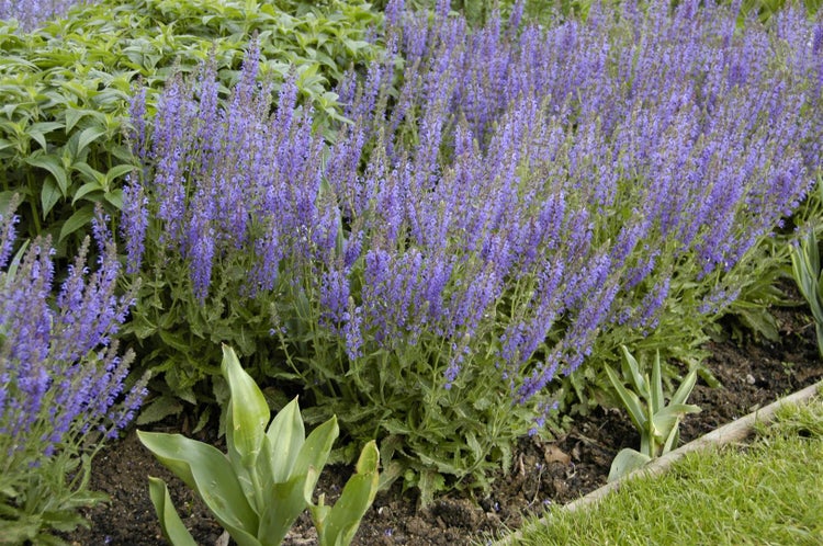 Salvia nemorosa 'Tänzerin', Steppensalbei, violett, ca. 9x9 cm Topf
