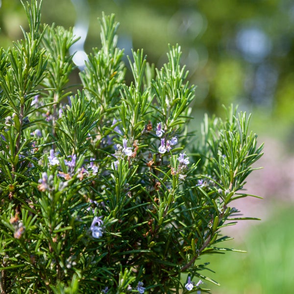 Werkbank mit Schublade und Holzplatte