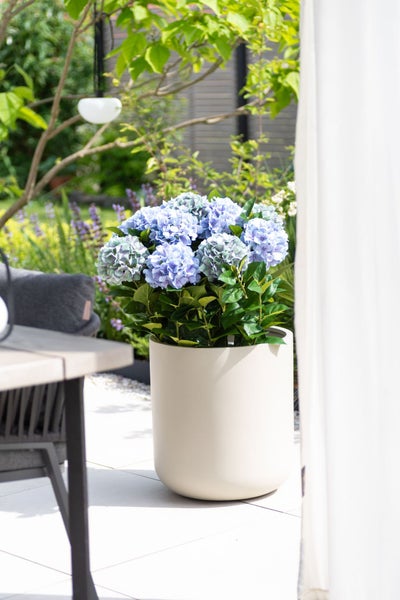 Blühende Hortensie in einem runden Pflanztopf auf einer Terrasse stehend.