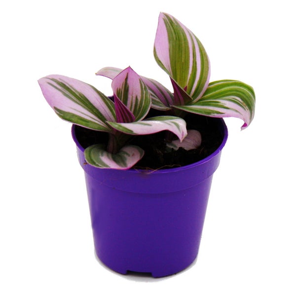 Mini-Pflanze Dreimasterblume Tradescantia Nanouk pflegeleichte hängende Zimmerpflanze 5,5cm Topf
