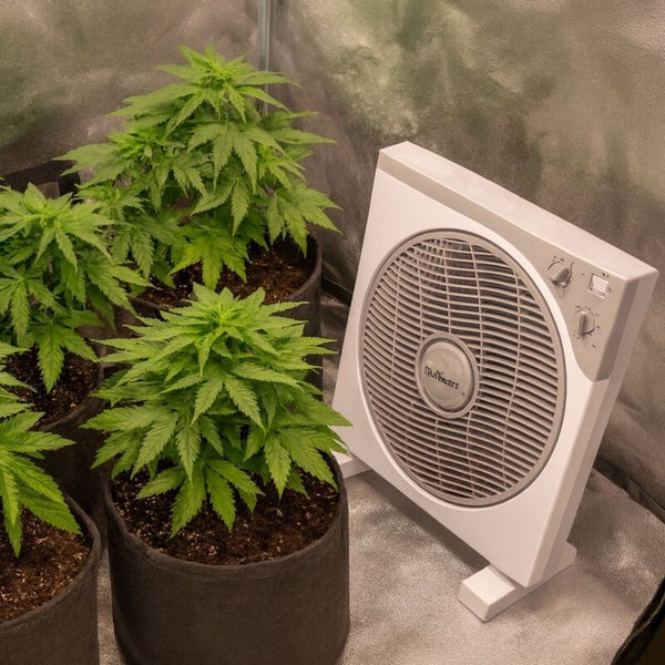 Indoor-Grow-Zelt mit grünen Pflanzen in schwarzen Stofftöpfen und einem weißen Kastenventilator zur Luftzirkulation.
