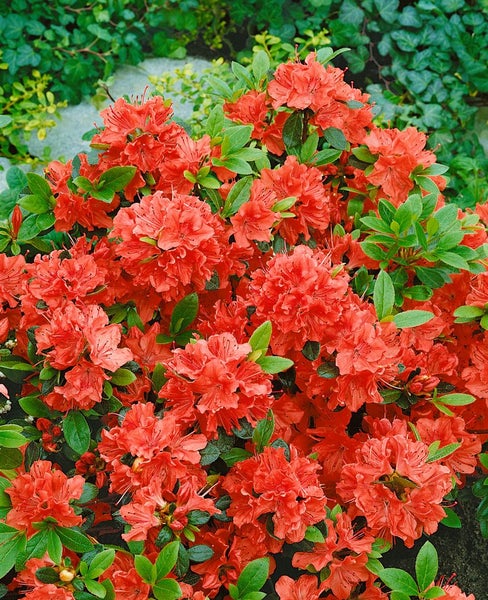 Rhododendron obt. 'Geisha Orange', orange Blüten, 15–20 cm