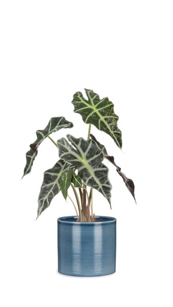 Alocasia Amazonica Zimmerpflanze in einem gerillten Übertopf