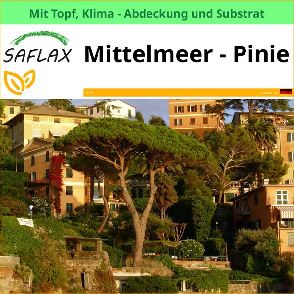 Saflax Mittelmeer-Pinie mit Topf, Klimaabdeckung und Substrat