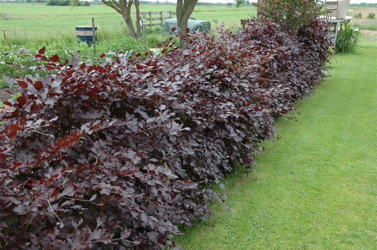 Fagus sylvatica 'Purpurea', Rotbuche, purpurrot, 60–100 cm