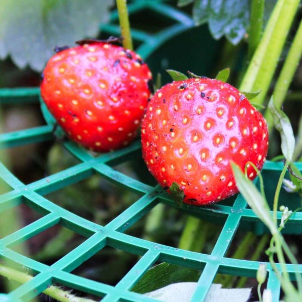 Erdbeeren, die auf einer Erdbeerunterlage im Garten wachsen.