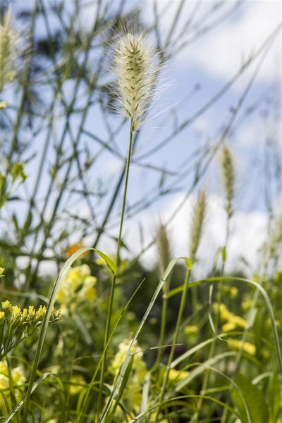 Pennisetum villosum, Lampenputzergras, flauschig, ca. 9x9 cm Topf