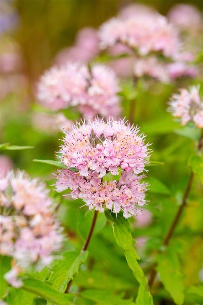 Caryopteris clandonensis 'Pink Perfection' ®, Bartblume, rosa, 40–60 cm