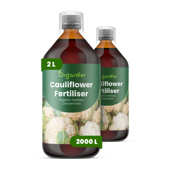 Organifer Blumenkohl-Dünger, organisches Düngerkonzentrat, zwei 2 Liter Flaschen für bis zu 2000 Liter.