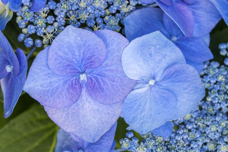 Nahaufnahme von blauen Hortensienblüten